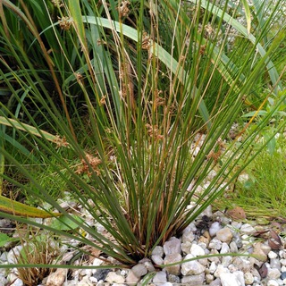 Логотип @zeorsbinsenweisheiten - Zeors Binsenweisheiten