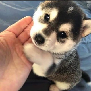 Логотип @zh0115 - 微信交流