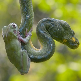 Логотип @zhaba_gadyuka - Между Жабой и Гадюкой