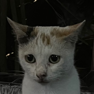 Логотип @zhenyamilkovskyi - MILKOVSKYI