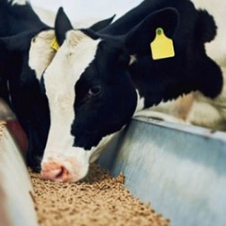 Логотип @zhitnost - ЖИТНОСТЬ