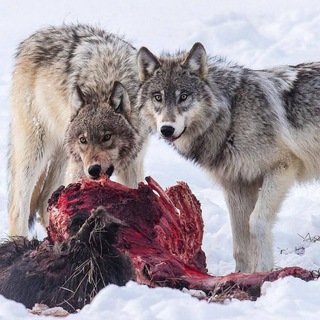 Логотип @zhiv_mir - Животный мир