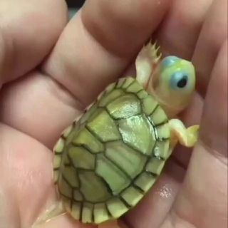 Логотип @zhivchik2024 - Живчик