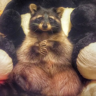 Логотип @zhoraccoon - Zhoraccoon