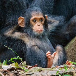 Логотип @zhvetnik - жвётни