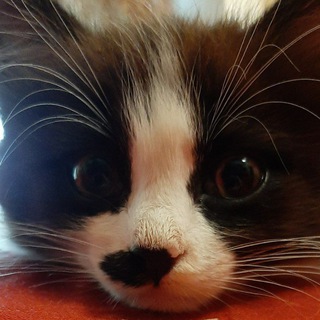 Логотип @zigokot - ZigoKot