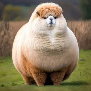 Логотип @zikfriday - Система мониторинга Пашкан