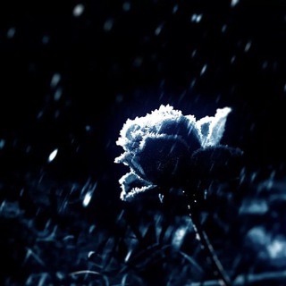 Логотип @zimaofficial1 - @zima.official