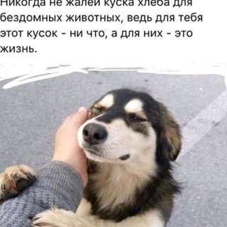 Логотип @zina_helpdog - zina_helpdog