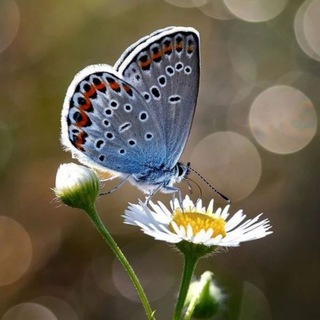 Логотип @zivaypriroba - 🌿 ЖИВАЯ ПРИРОДА🌿