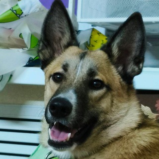 Логотип @zlata_tv - Zlata_tv