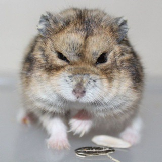 Логотип @zloy_h0myak - Злой Хомяк