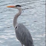 Логотип @zloyaist - Злой Аист