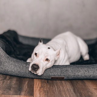 Логотип @zolafam - ZOLA.FAM