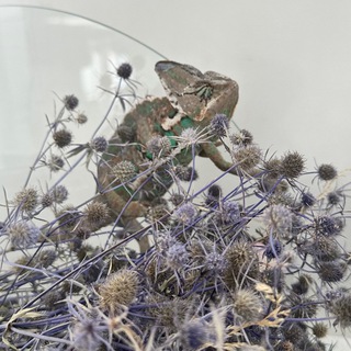 Логотип @zolotorevanika - Domik_vi