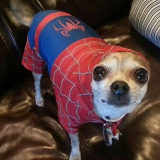 Логотип @zolotoyzanos - ЗОЛОТОЙ ЗАНОСИТ