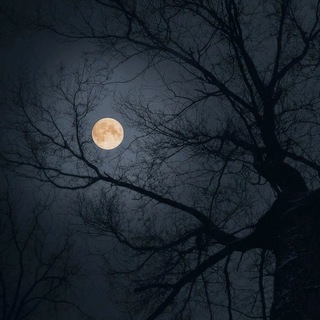 Логотип @zonamag - Высшая Магия. Практикум.