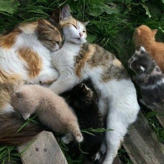 Логотип @zoo_memes_chat - мемный чат