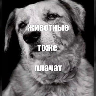 Логотип @zoo_msk - Москва. Поиск. Спасение животных