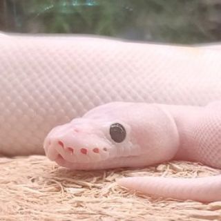 Логотип @zooathome - Zoo at home