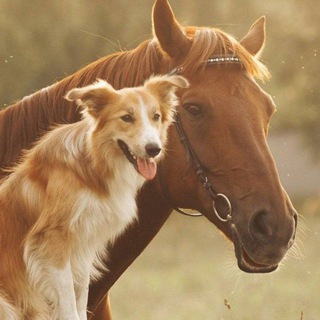 Логотип @zoofilia_chat - Zoofilia | Beastiality