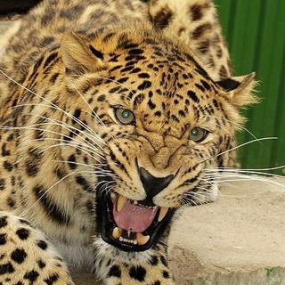 Логотип @zoogallery_irkutsk - Иркутский Зоопарк