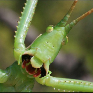 Логотип @zoologovoo - ЗООлогово🦋