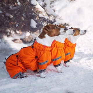 Логотип @zoonuans - НЮАНс-ЗооАтелье