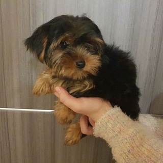 Логотип @zoopark333 - Zoopark333