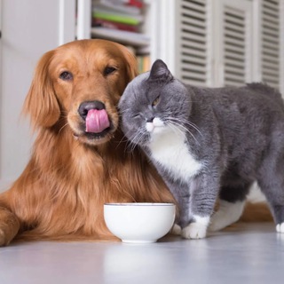 Логотип @zoopravdaru - Домашние животные