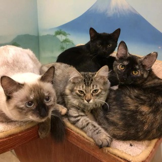 Логотип @zoopsihologsk - Зоопсихолог Светлана Капустина