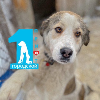 Логотип @zoozashita_ru - Первый городской приют г.Новосибирск т.214-92-91