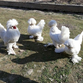 Логотип @zotlitovuqlar - 🇺🇿No_1🥇 KAREYSKIY TOVUQLAR GRUPPASI🥇🇺🇿