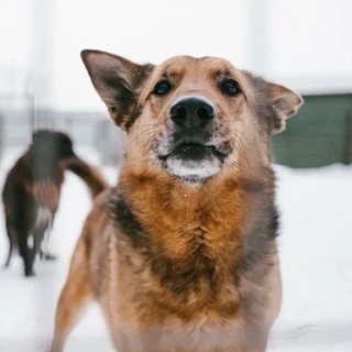 Логотип @zovpredkoff - Зов предков