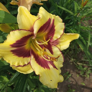 Логотип @zoykiny_flowers - Цветы со своего участка