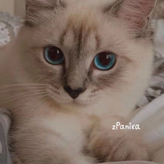 Логотип @zpanikaa - zPanika