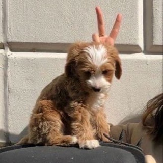 Логотип @zpxlt - ****