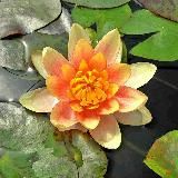 Логотип @zuhausesein - zu Hause SEIN ♥️