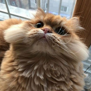 Логотип @zulia8253rabbit - PHOTO from rabbit