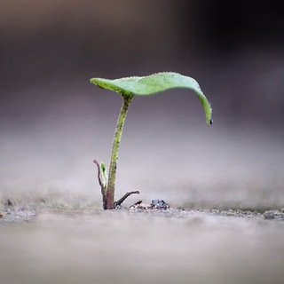 Логотип @zunazyavroland - Бумерский стон