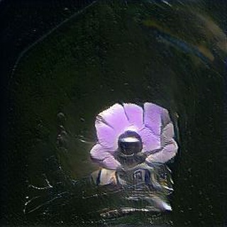 Логотип @zv_dream - Сны Звёздочки Перед Стартом