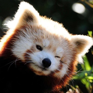 Логотип @zverj_moj - Зверьё моё 🐾