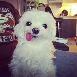 Логотип @zverojut - Зверожуть.