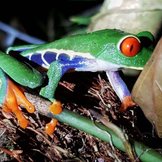 Логотип @zversky_kvaccount - Зверский Квакаунт