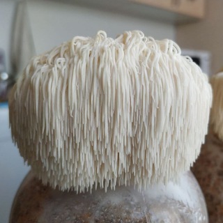Логотип @zvertvmushroomgrow - Культивация грибов. Ежевик (Ежовик) Гребенчатый. Lion's mane.