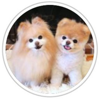 Логотип @zverushki_moi - Зверье моё