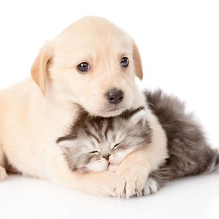 Логотип @zveryat - Забавные животные