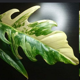 Логотип @zvety_v_prodazhu - Все о комнатных растениях