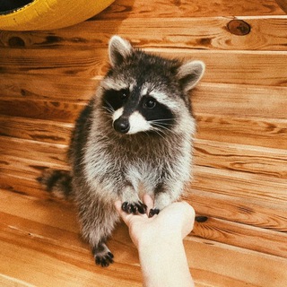 Логотип @zviropoliszoo - Допомога зоопарку