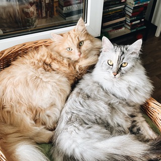 Логотип @zweischmusetiger - Двакотаж и Оливка